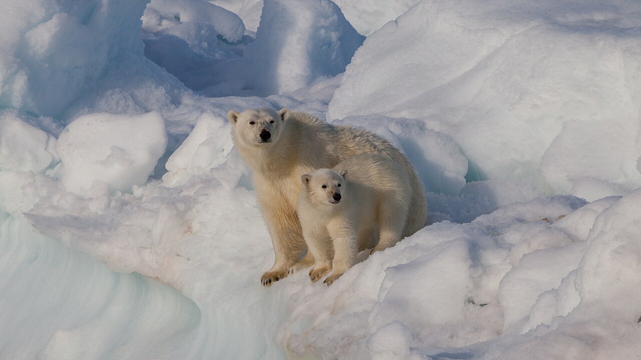 Female polar bear with cub on sea ice, Svalbard
